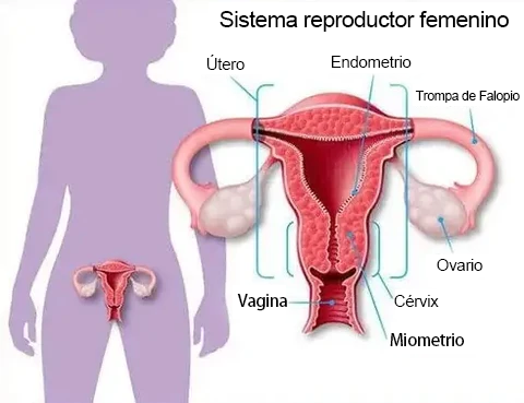 𝐂𝐯𝐫𝐞𝐨𝐳® Cápsulas Vaginales Naturales Reparadoras con Veneno de Abeja y NMN👩‍❤️‍👩[𝐅𝐨𝐫 𝐚𝐥𝐥 𝐯𝐚𝐠𝐢𝐧𝐚𝐥 𝐚𝐧𝐝 𝐡𝐨𝐫𝐦𝐨𝐧𝐚𝐥 𝐩𝐫𝐨𝐛𝐥𝐞𝐦𝐬]👩‍❤️‍👩